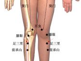 小儿推拿常用穴位●下肢部穴位●足三里（三里）