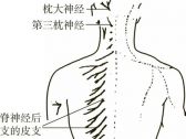 脊柱病证推拿●脊柱病证●腰背肌筋膜炎