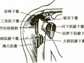 四肢关节病证推拿●四肢关节病证●肩峰下滑囊炎