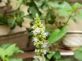 藿香的种植方法