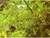 川党参的种植技术