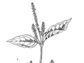 牛膝鉴定