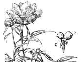 白芍鉴定