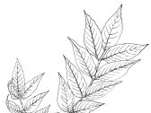 关黄柏鉴定