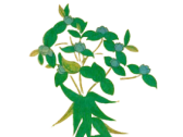 灵蛇珍药功效奇