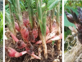 食药同源的美味阳藿（阳荷、穰荷）的前世今生