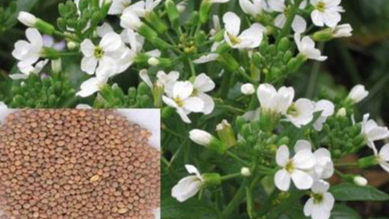 这颗小种子可消食除胀、降气化痰