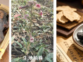 熟地黄：冬日滋养阴血的“宝藏药”