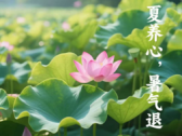 夏长消湿热 防暑护心脾